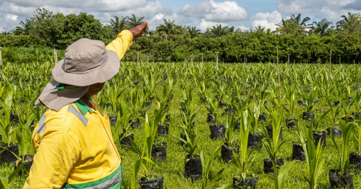 Daabon Sustainable Palm Oil