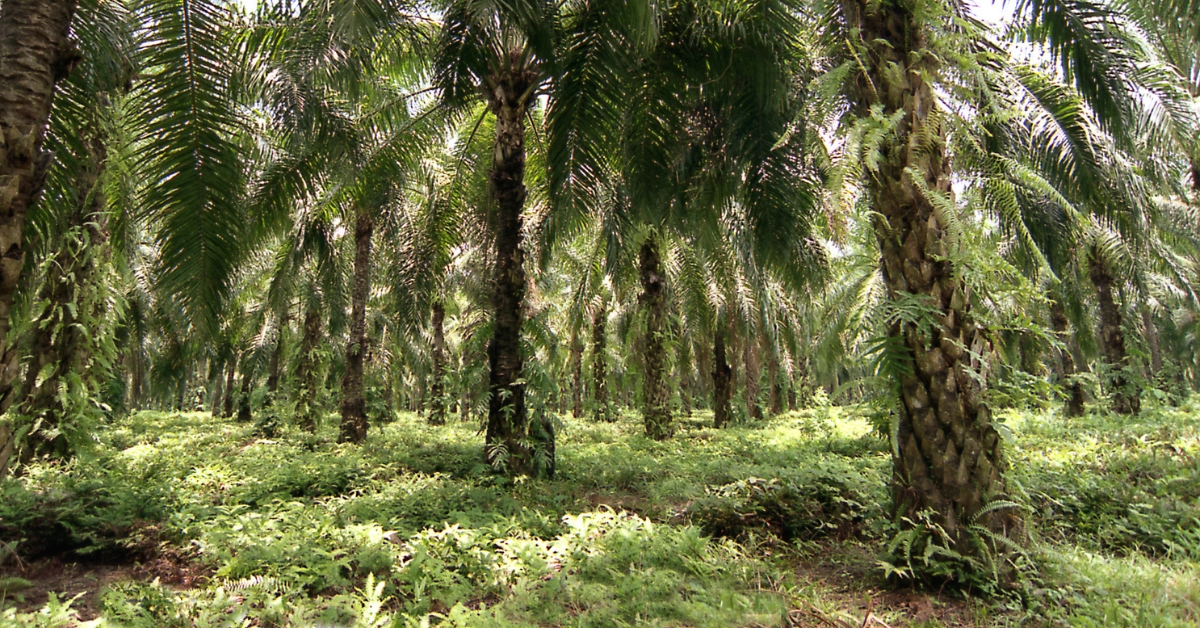 How Regenerative Agriculture and Agroforestry is Transforming the Palm Oil Industry