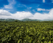 How Regenerative Agriculture is Transforming the Palm Oil Industry World Wide