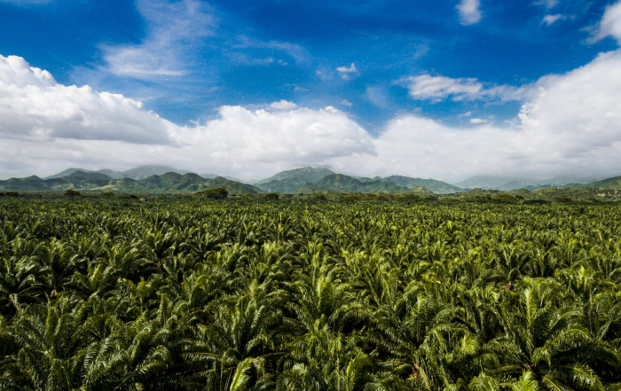 How Regenerative Agriculture is Transforming the Palm Oil Industry World Wide