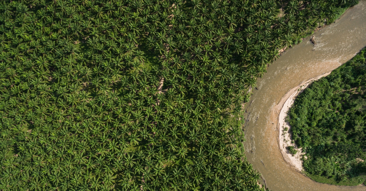 How Regenerative Agriculture is Transforming the Palm Oil Industry World Wide