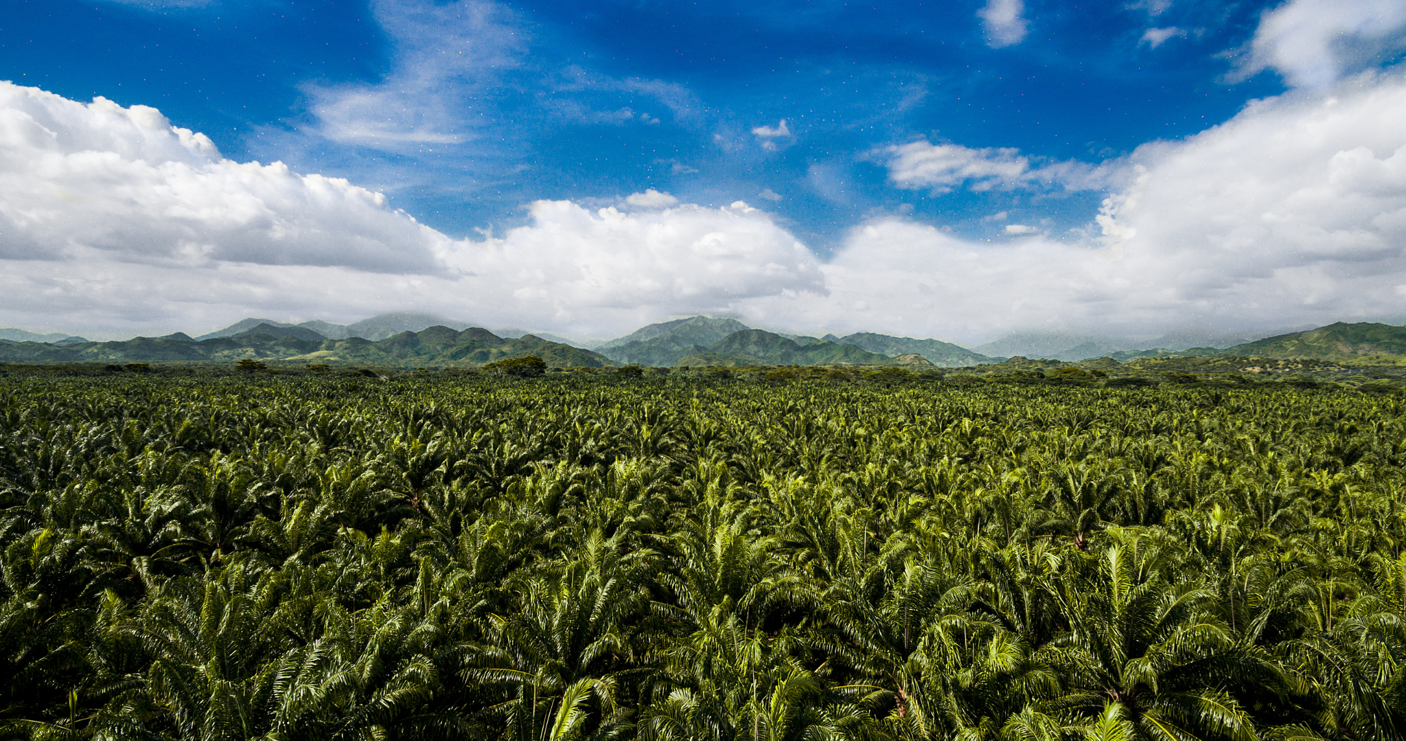 How Regenerative Agriculture is Transforming the Palm Oil Industry World Wide