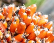 AMPO Sustainable Palm Oil