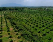 How Companies Are Working Together to Make Palm Oil Sustainable