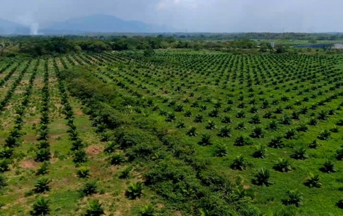 How Companies Are Working Together to Make Palm Oil Sustainable