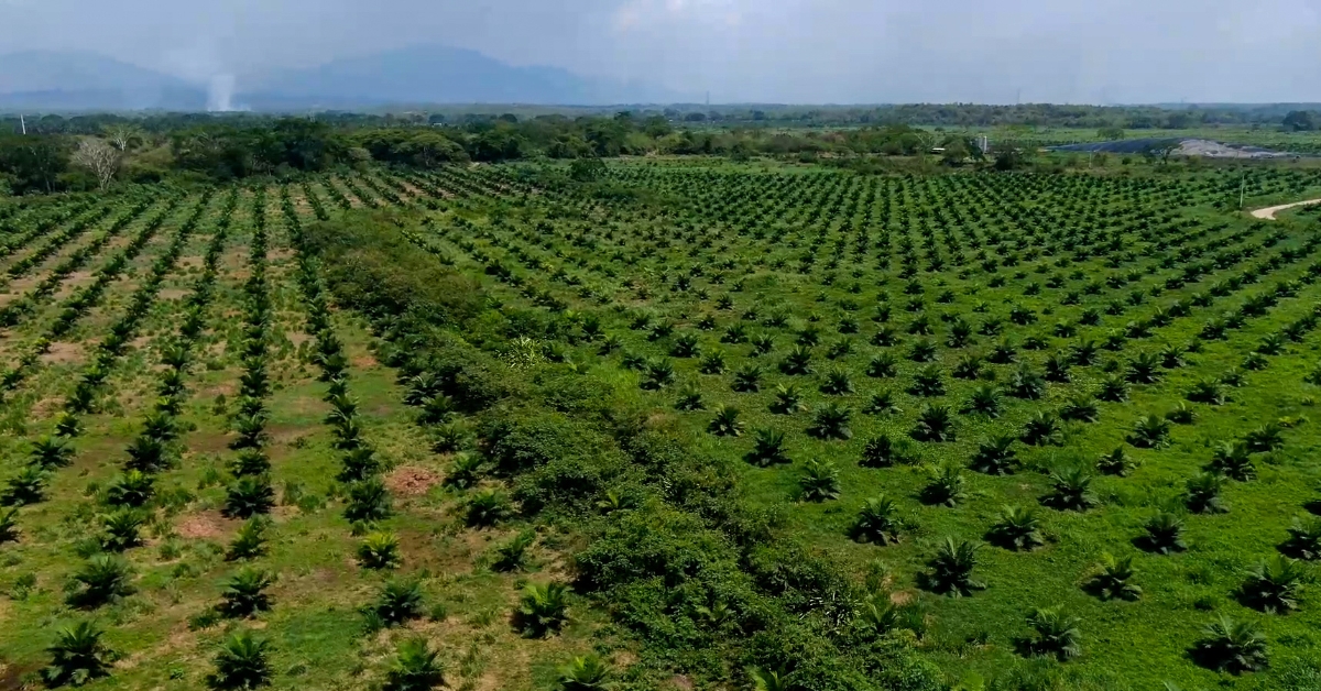 How Companies Are Working Together to Make Palm Oil Sustainable