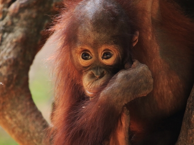 Baby orangutan in a threatened Southeast Asian forest, highlighting the impact of deforestation from unsustainable palm oil production. However, Daabon produces environmentally friendly palm oil