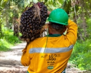 What is Certified Organic Palm Oil