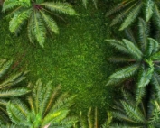 Daabonusa_Regenerative Organic Certification in Palm Oil