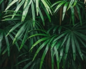 Daabonusa_Daabon Carbon Negative Palm Oil