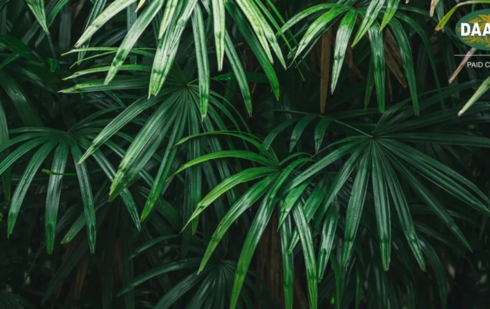 Daabonusa_Daabon Carbon Negative Palm Oil