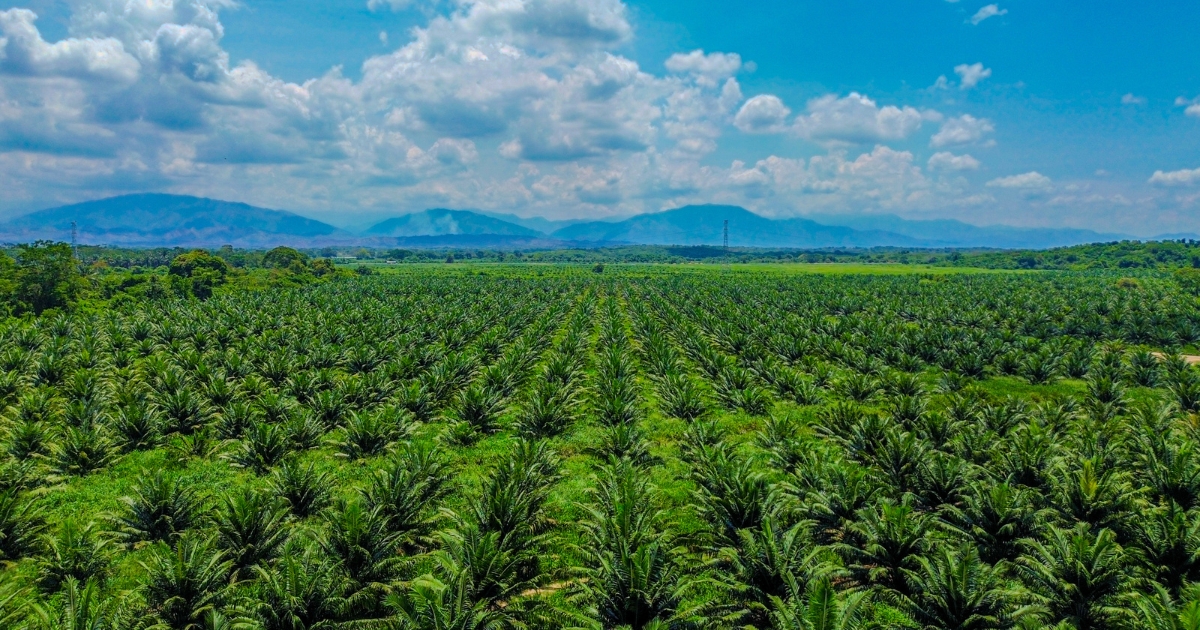 A vast, sustainable DAABON palm oil plantation in Colombia, the source of a trusted seed oil free ingredient.