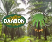 Daabon and RSPO Certified Sustainable Palm Oil logos displayed side-by-side against a palm plantation background, symbolizing 15 years of partnership and leadership in Identity Preserved (IP) supply chains.