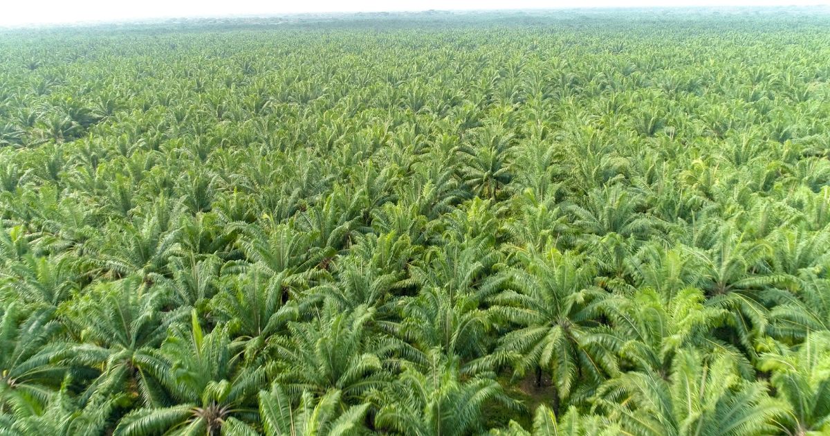 Aerial view of Daabon’s regenerative palm oil plantations in Colombia supporting the global Seed Oil Free Movement through sustainable farming practices. 