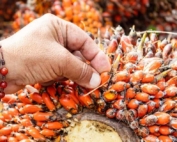 Farmer hand holding fresh sustainable palm oil fruit bunch with Palma Es Vida bracelet at Daabon regenerative farm