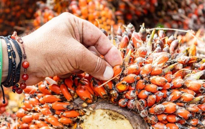 Farmer hand holding fresh sustainable palm oil fruit bunch with Palma Es Vida bracelet at Daabon regenerative farm