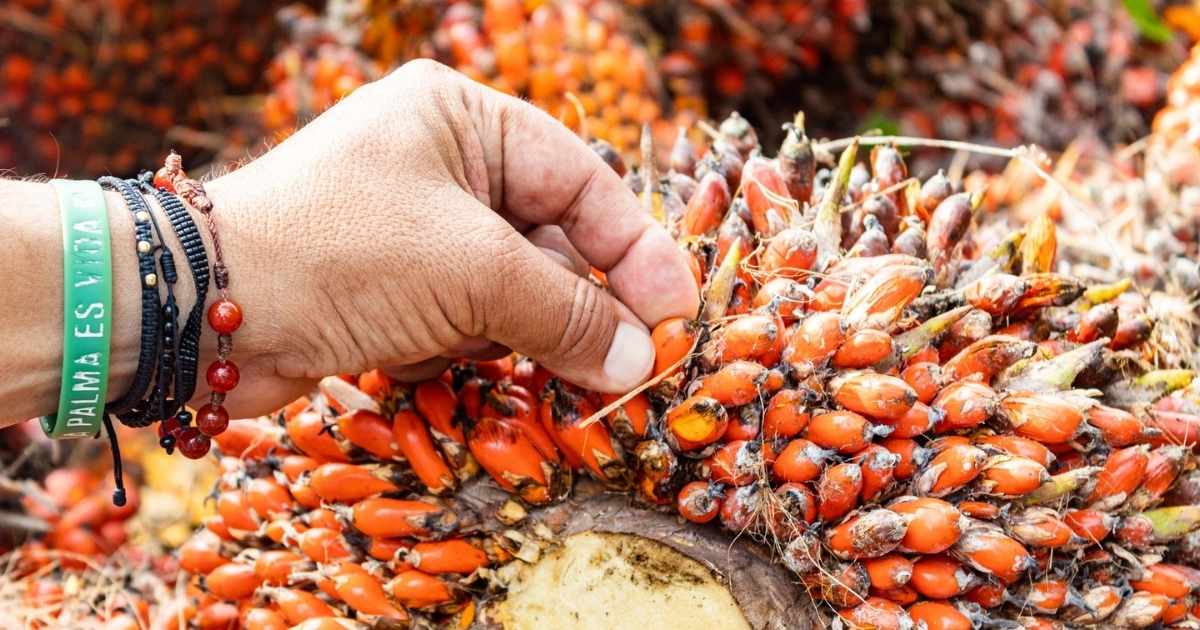 Farmer hand holding fresh sustainable palm oil fruit bunch with Palma Es Vida bracelet at Daabon regenerative farm