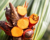 DAABON’s Regenerative Organic Certified® (ROC™) palm oil harvest, showing the sustainable difference compared to conventional seed oil crops.