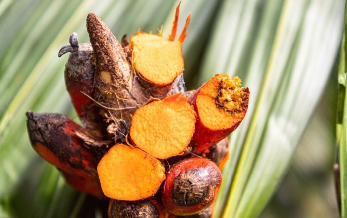 DAABON’s Regenerative Organic Certified® (ROC™) palm oil harvest, showing the sustainable difference compared to conventional seed oil crops.