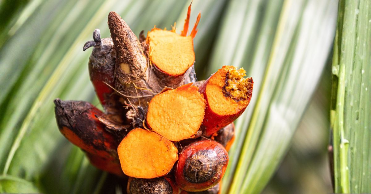 DAABON’s Regenerative Organic Certified® (ROC™) palm oil harvest, showing the sustainable difference compared to conventional seed oil crops.