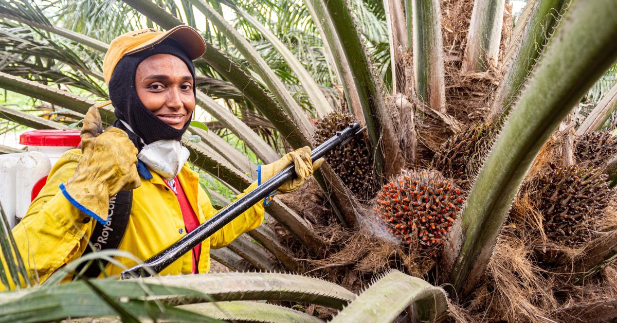 Female agricultural worker harvesting palm fruit in sustainable AMPO production