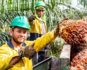 Farmer using a pole to harvest fresh fruit bunches in a DAABON high-quality organic palm oil plantation.