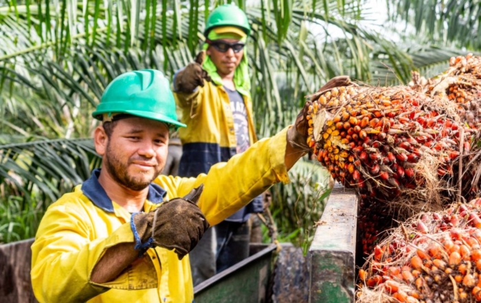 Farmer using a pole to harvest fresh fruit bunches in a DAABON high-quality organic palm oil plantation.