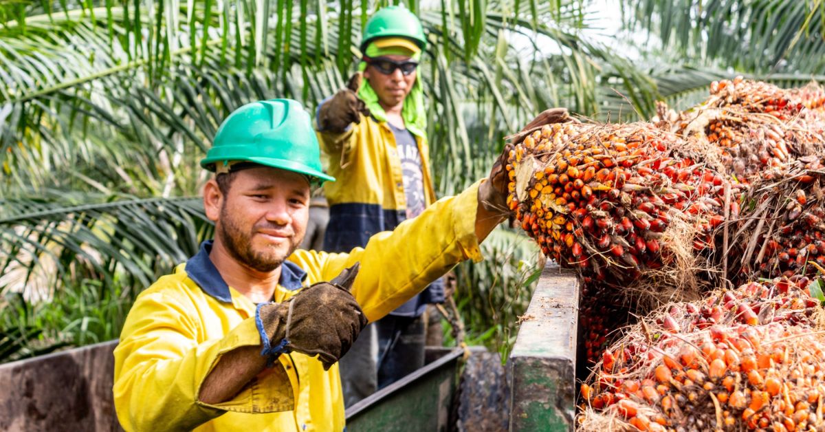 Farmer using a pole to harvest fresh fruit bunches in a DAABON high-quality organic palm oil plantation.