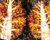 Close-up of freshly harvested palm fruit bunches showing vibrant orange and red fruitlets rich in carotenoids and tocotrienols
