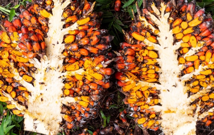 Close-up of freshly harvested palm fruit bunches showing vibrant orange and red fruitlets rich in carotenoids and tocotrienols