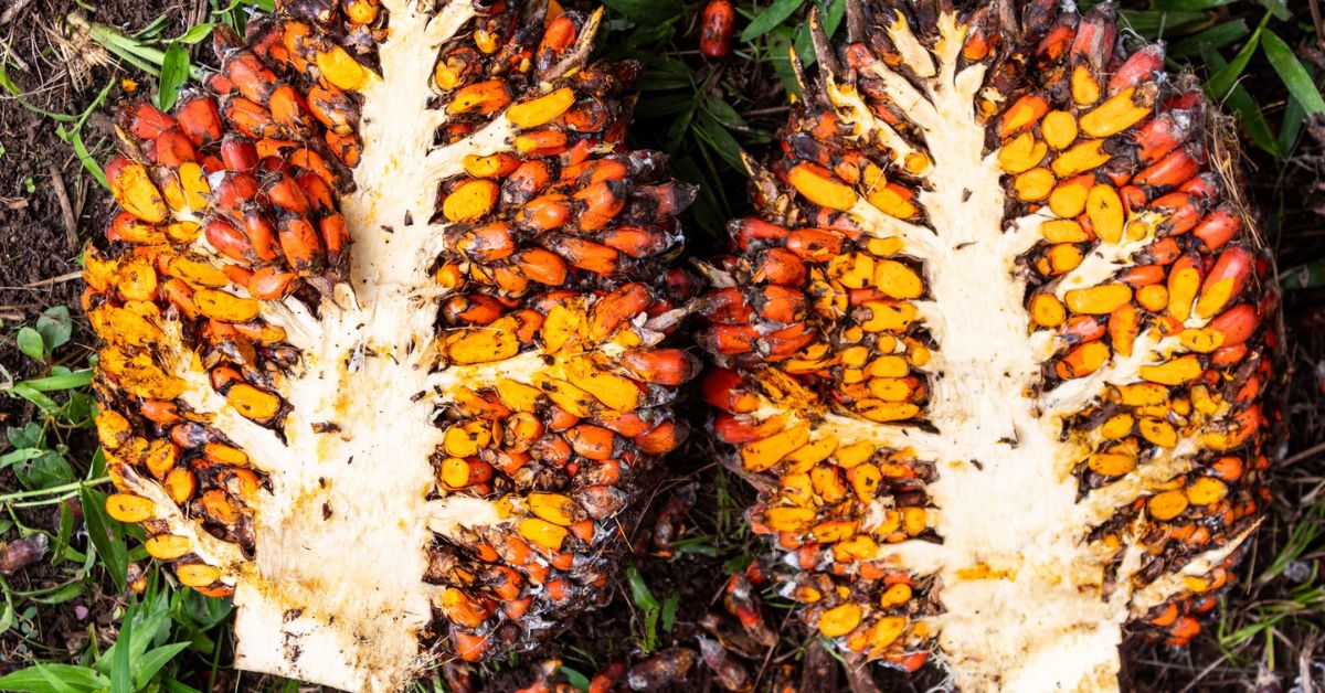 Close-up of freshly harvested palm fruit bunches showing vibrant orange and red fruitlets rich in carotenoids and tocotrienols