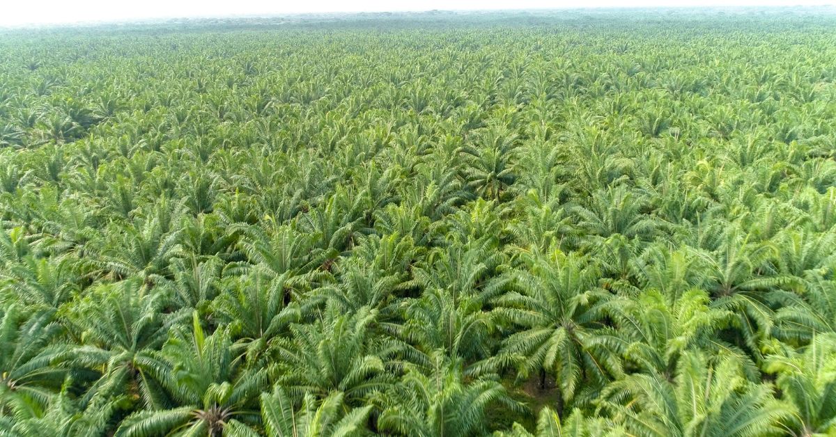 Aerial drone view of DAABON's palm oil plantation in Colombia showing dense green palm canopy