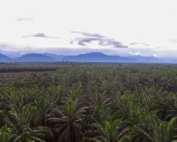 DAABON's ROC™ Gold certified palm oil plantation in Colombia with lush green palms and mountain backdrop