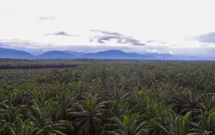 DAABON's ROC™ Gold certified palm oil plantation in Colombia with lush green palms and mountain backdrop