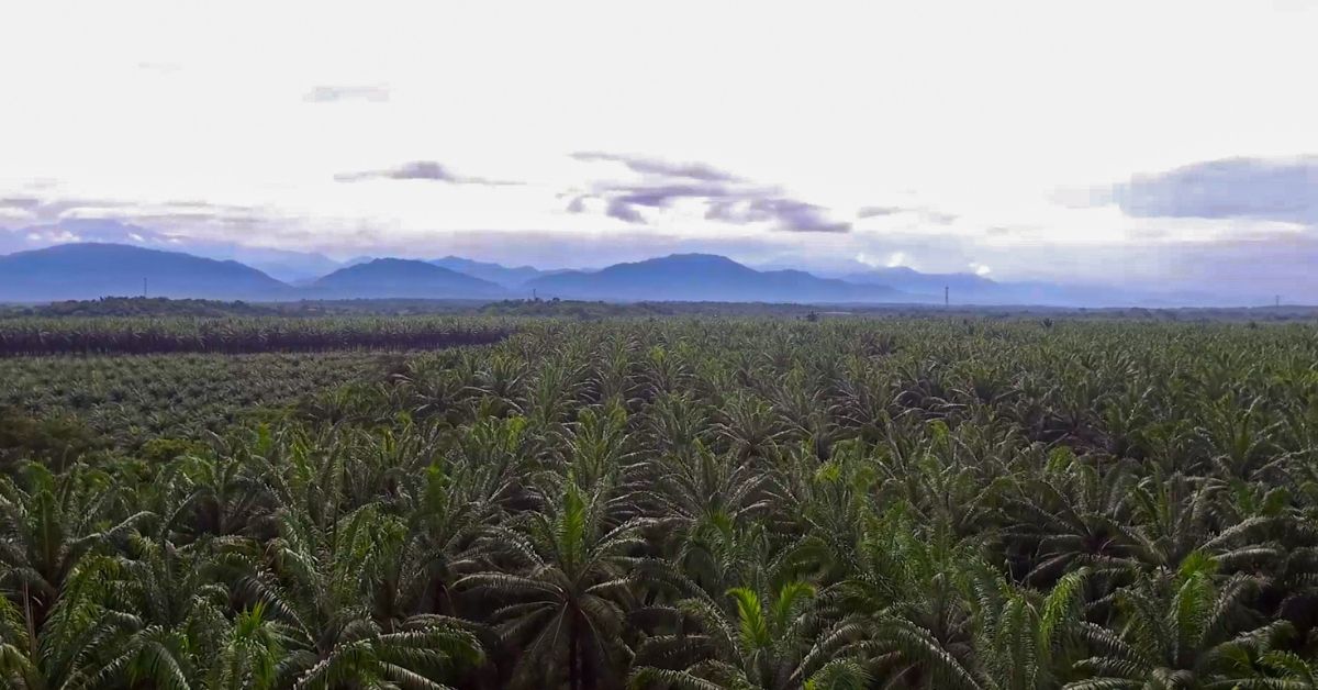 DAABON's ROC™ Gold certified palm oil plantation in Colombia with lush green palms and mountain backdrop