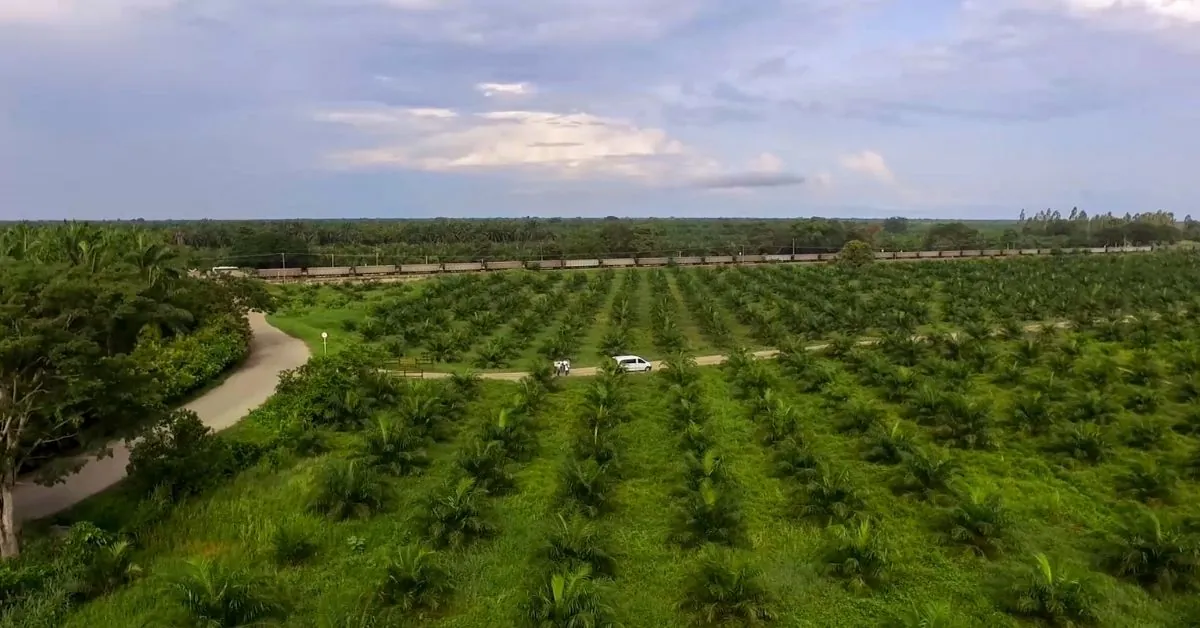 Rows of young oil palm bordered by a strip of natural vegetation and standing forest