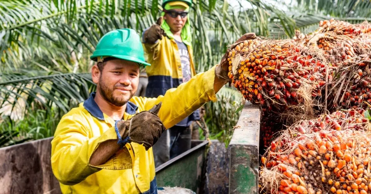 Plantation workers in protective gear loading freshly cut oil palm fruit bunches for transport to the mill