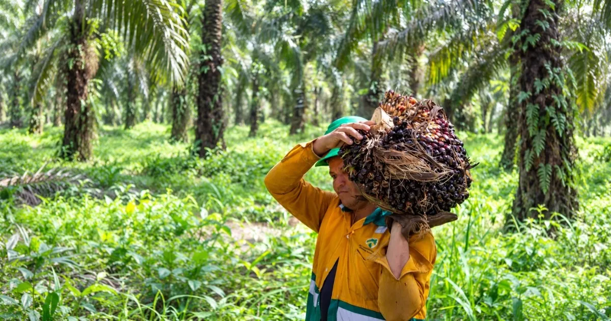 Harvester carrying a palm fresh fruit bunch on his shoulder through a DAABON oil palm plantation