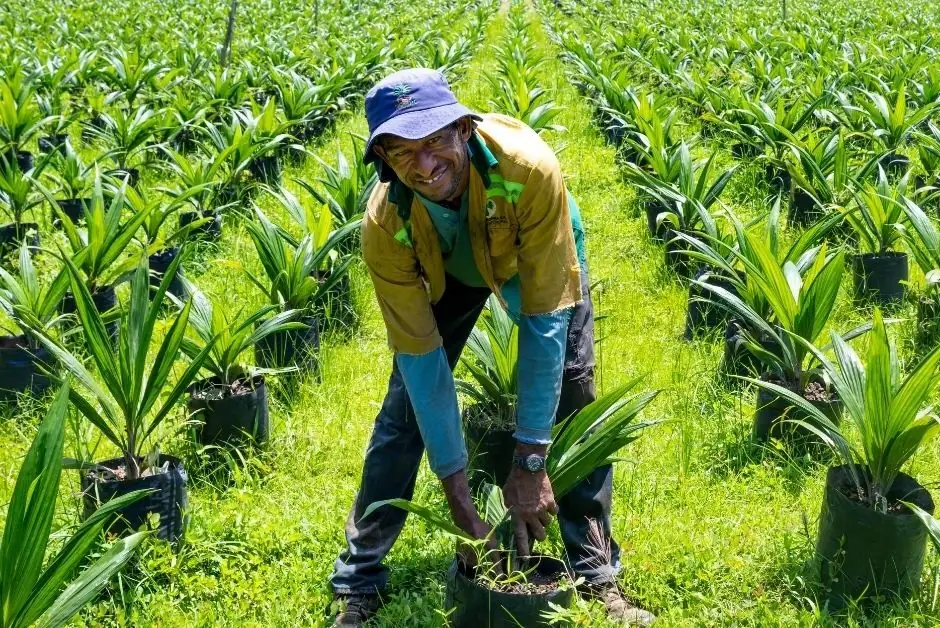 Nursery worker tending young oil palm seedlings in grow bags before field planting